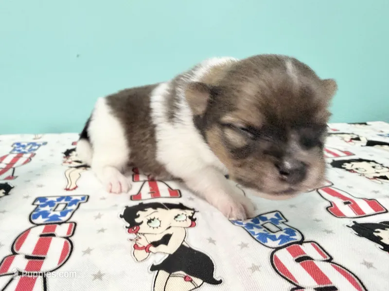 Tri male CKC – Pomeranian puppy for sale in Lake City, FL