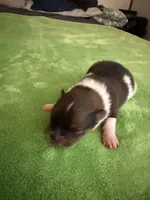 Tri male CKC, a male Pomeranian for sale in Lake City, FL – Photo 2 of 2