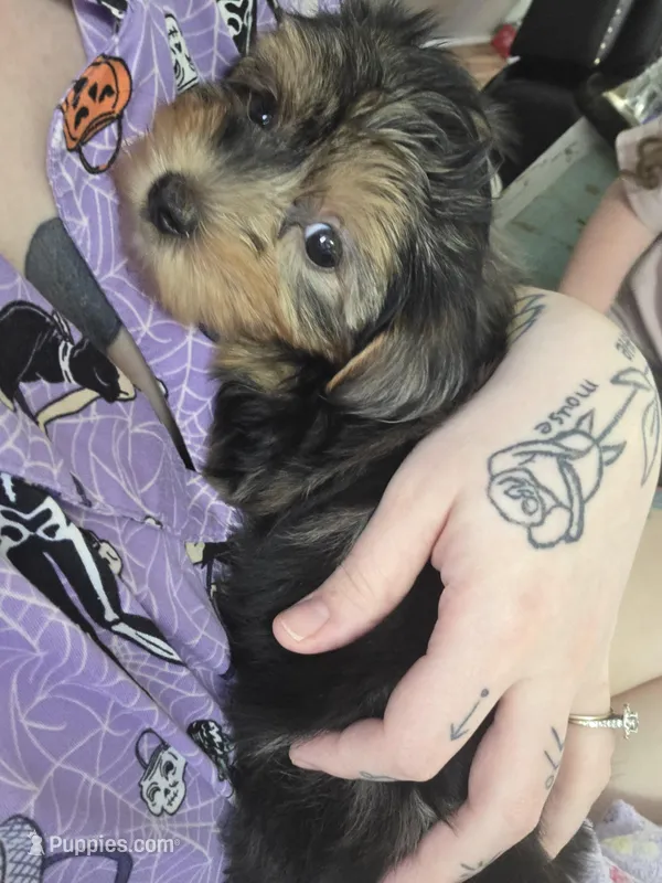 Sam – Yorkshire Terrier puppy for sale in Smiths Station, AL