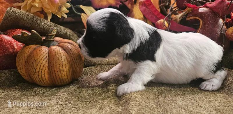 Boy #1 Black and white Parti – Miniature Schnauzer puppy for sale in Lumberton, TX