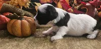 Boy #1 Black and white Parti, a male Miniature Schnauzer for sale in Lumberton, TX – 1 of 10