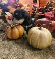 Boy # 3 Black and Tan Phantom , a male Miniature Schnauzer for sale in Lumberton, TX – 2 of 10