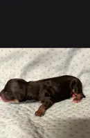 Boy # 3 Black and Tan Phantom , a male Miniature Schnauzer for sale in Lumberton, TX – 10 of 10