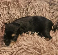 Boy # 3 Black and Tan Phantom , a male Miniature Schnauzer for sale in Lumberton, TX – 7 of 10