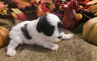 Boy #1 Black and white Parti, a male Miniature Schnauzer for sale in Lumberton, TX – 3 of 10