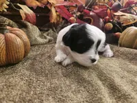 Boy #1 Black and white Parti, a male Miniature Schnauzer for sale in Lumberton, TX – 7 of 10