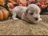 Boy # 2 wheaton , a male Miniature Schnauzer for sale in Lumberton, TX – 5 of 10
