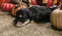 Boy # 3 Black and Tan Phantom , a male Miniature Schnauzer for sale in Lumberton, TX – 3 of 10