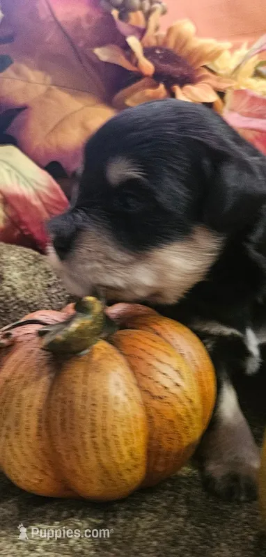 Boy # 3 Black and Tan Phantom  – Miniature Schnauzer puppy for sale in Lumberton, TX