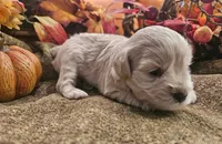 Boy # 2 wheaton , a male Miniature Schnauzer for sale in Lumberton, TX – 7 of 10