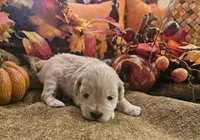 Boy # 2 wheaton , a male Miniature Schnauzer for sale in Lumberton, TX – 2 of 10