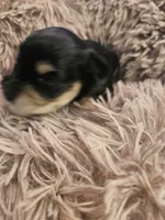 Boy # 3 Black and Tan Phantom , a male Miniature Schnauzer for sale in Lumberton, TX – 8 of 10