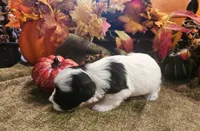 Boy #1 Black and white Parti, a male Miniature Schnauzer for sale in Lumberton, TX – 9 of 10