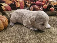 Boy # 2 wheaton , a male Miniature Schnauzer for sale in Lumberton, TX – 8 of 10