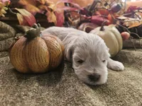 Boy # 2 wheaton , a male Miniature Schnauzer for sale in Lumberton, TX – 9 of 10