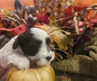 Boy #1 Black and white Parti, a male Miniature Schnauzer for sale in Lumberton, TX – 10 of 10