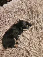 Boy # 3 Black and Tan Phantom , a male Miniature Schnauzer for sale in Lumberton, TX – 9 of 10