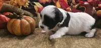 Boy #1 Black and white Parti, a male Miniature Schnauzer for sale in Lumberton, TX – 5 of 10