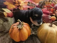 Boy # 3 Black and Tan Phantom , a male Miniature Schnauzer for sale in Lumberton, TX – 4 of 10