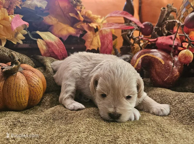 Boy # 2 wheaton  – Miniature Schnauzer puppy for sale in Lumberton, TX