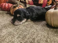 Boy # 3 Black and Tan Phantom , a male Miniature Schnauzer for sale in Lumberton, TX – 6 of 10