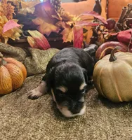 Boy # 3 Black and Tan Phantom , a male Miniature Schnauzer for sale in Lumberton, TX – 5 of 10