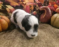 Boy #1 Black and white Parti, a male Miniature Schnauzer for sale in Lumberton, TX – 6 of 10