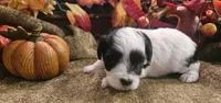 Boy #1 Black and white Parti, a male Miniature Schnauzer for sale in Lumberton, TX – 2 of 10