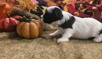 Boy #1 Black and white Parti, a male Miniature Schnauzer for sale in Lumberton, TX – 4 of 10