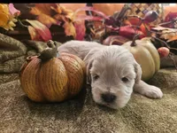 Boy # 2 wheaton , a male Miniature Schnauzer for sale in Lumberton, TX – 4 of 10