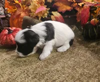 Boy #1 Black and white Parti, a male Miniature Schnauzer for sale in Lumberton, TX – 8 of 10