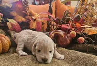 Boy # 2 wheaton , a male Miniature Schnauzer for sale in Lumberton, TX – 3 of 10