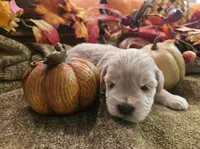 Boy # 2 wheaton , a male Miniature Schnauzer for sale in Lumberton, TX – 6 of 10