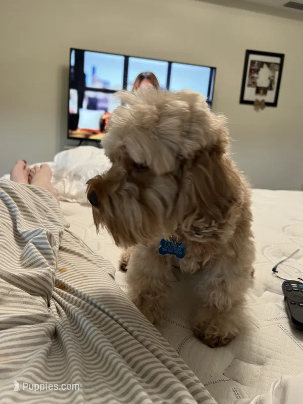 Feddy – Poodle - Miniature  puppy for sale in Ocala, FL