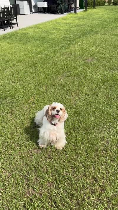 Billy Joel, a female Cocker Spaniel for sale in Ocala, FL – 1 of 1