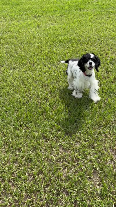 Kobe, a female Cocker Spaniel for sale in Ocala, FL – 2 of 2