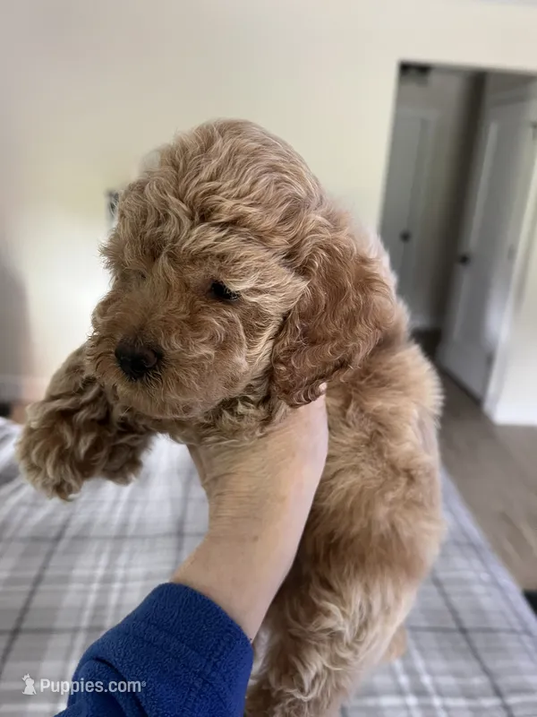 Max – Cockapoo puppy for sale in Ocala, FL
