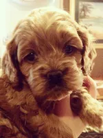 Cockapoo Male, a female Cockapoo for sale in Ocala, FL – Photo 2 of 6