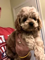 Cockapoo Male, a female Cockapoo for sale in Ocala, FL – Photo 3 of 6