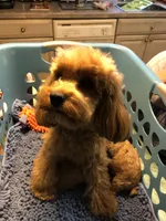 Cockapoo Male, a female Cockapoo for sale in Ocala, FL – Photo 4 of 6