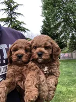 Cockapoo Male, a female Cockapoo for sale in Ocala, FL – Photo 1 of 6