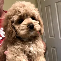 Cockapoo 2 FEMALE, a female Cockapoo for sale in Ocala, FL – Photo 1 of 5