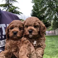 Cockapoo 2 FEMALE, a female Cockapoo for sale in Ocala, FL – Photo 2 of 5