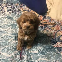 Cockapoo 2 FEMALE, a female Cockapoo for sale in Ocala, FL – Photo 3 of 5