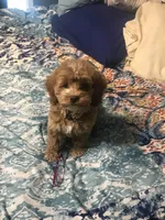 Cockapoo 2, a female Cockapoo for sale in Ocala, FL – Photo 3 of 5