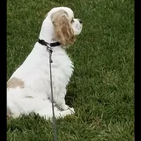 Cockapoo 2 FEMALE, a female Cockapoo for sale in Ocala, FL – Photo 5 of 5