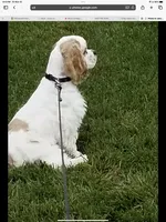 Cockapoo 2, a female Cockapoo for sale in Ocala, FL – Photo 5 of 5