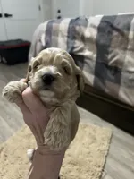 Max, a male Cockapoo for sale in Ocala, FL – 2 of 3