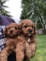 Cockapoo 1 , a male Cockapoo for sale in Ocala, FL – Photo 2 of 4