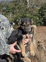 Sweetie, a female German Shepherd Dog for sale in Aiken, SC – Photo 1 of 2